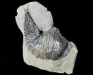 Trimerus Trilobite - Rochester Shale, New York #68337-1